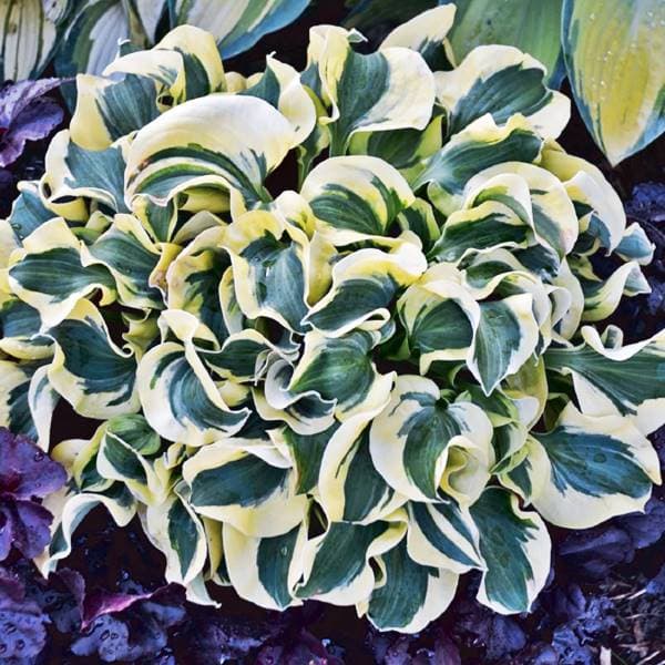 Hosta Funkia Minikjol - Musöron 1 st.