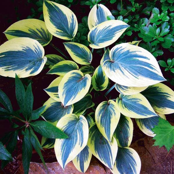 Hosta Funkia Mini Frost - Musöron 1 st.