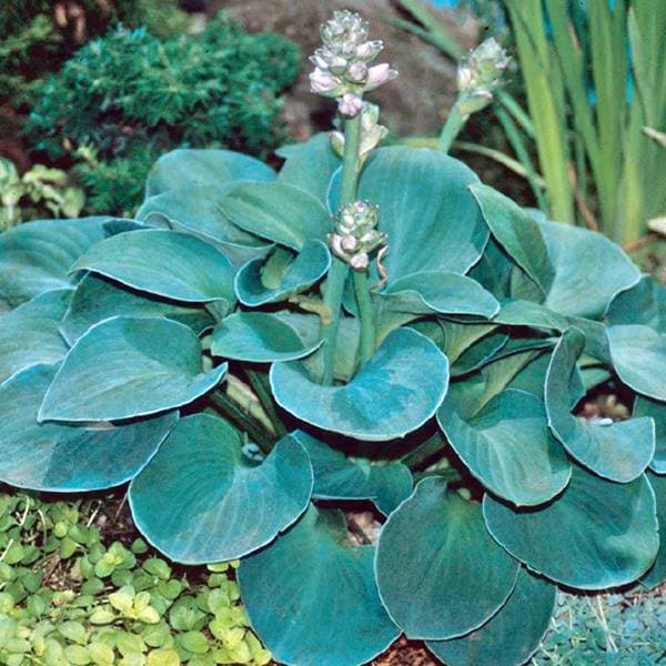 Hosta Funkia Blå Museører - Museører 1 stk.