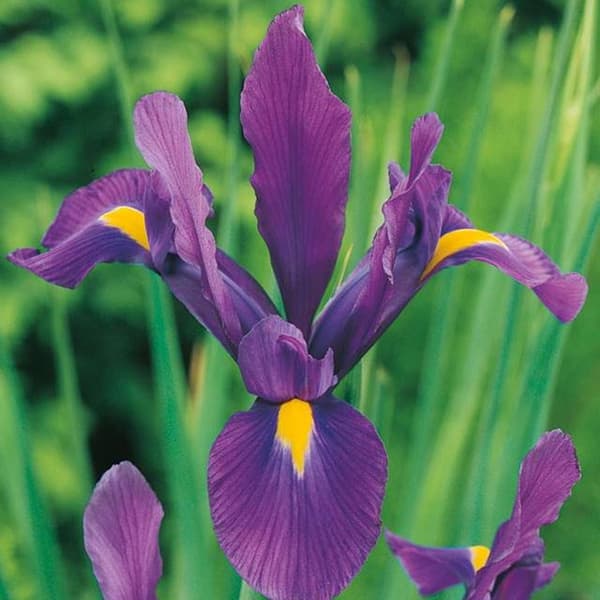 Hollandsk Iris Purple Sensation 10 stk.