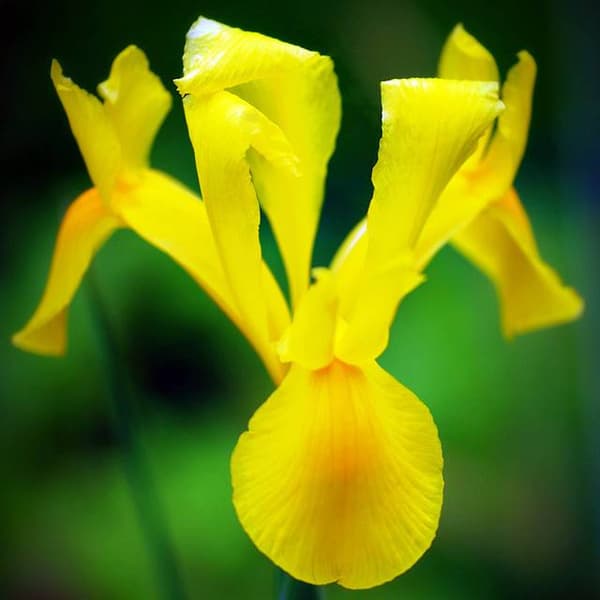 Holländsk kunglig gul iris 10 st.