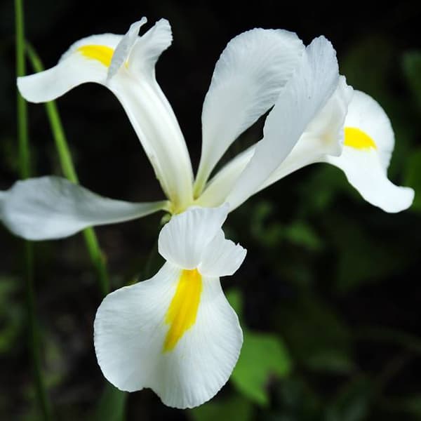 Holländsk Iris Vit Excelsior 10 st.