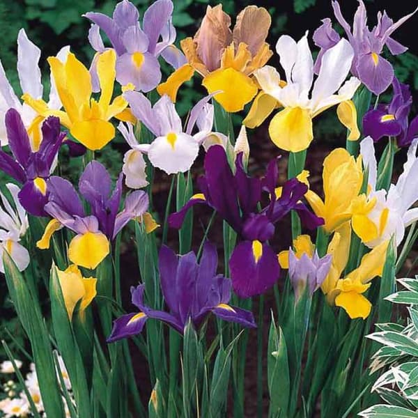 Holländsk irismix 50 st.