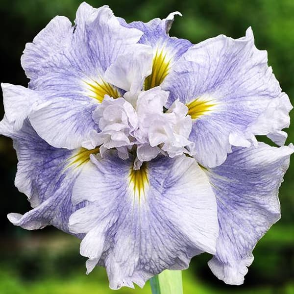 Iris ensata japansk vågaktion 1 st.
