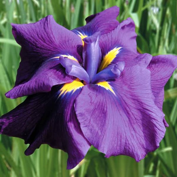 Iris ensata Japansk kejsar Augusti 1 st.