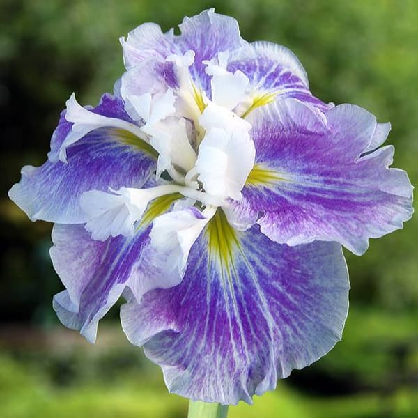 Iris ensata Japansk Engelbjerg 1 stk.