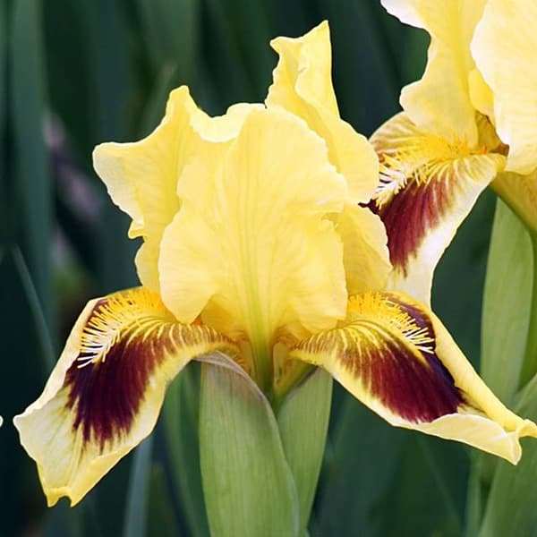 Iris pumila lav Ritz 1 stk.