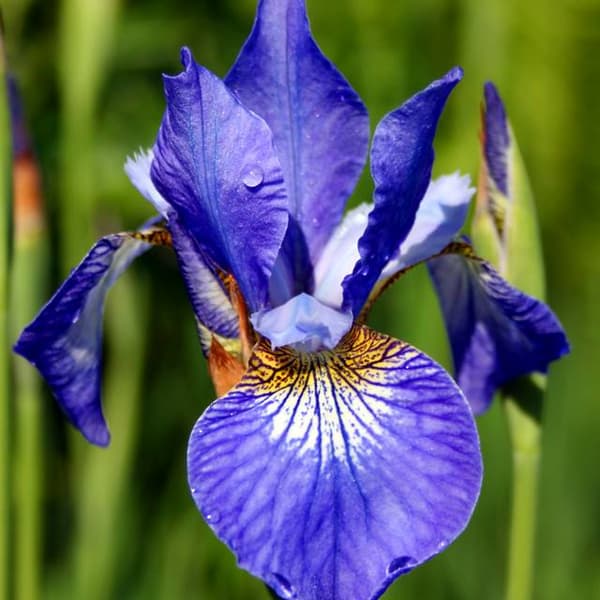 Iris sibirica Sibirisk blå 1 stk.