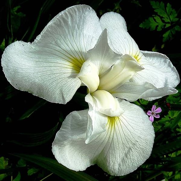 Iris sibirica Sibirisk hvid 1 stk.