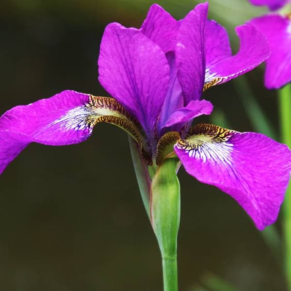 Iris sibirica Sibirisk lilla 1 stk.