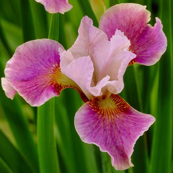 Iris sibirica Sibirisk rosa 1 st.