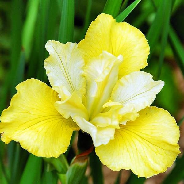 Iris sibirica Sibirisk gul 1 stk.