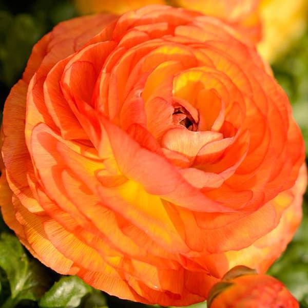 Ranunkel orange ranunkel 5 stk.
