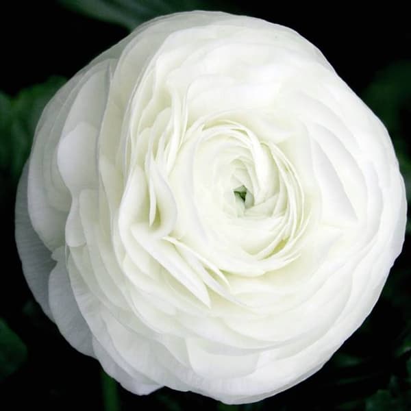 Ranunkel smörblomma vit 5 st.