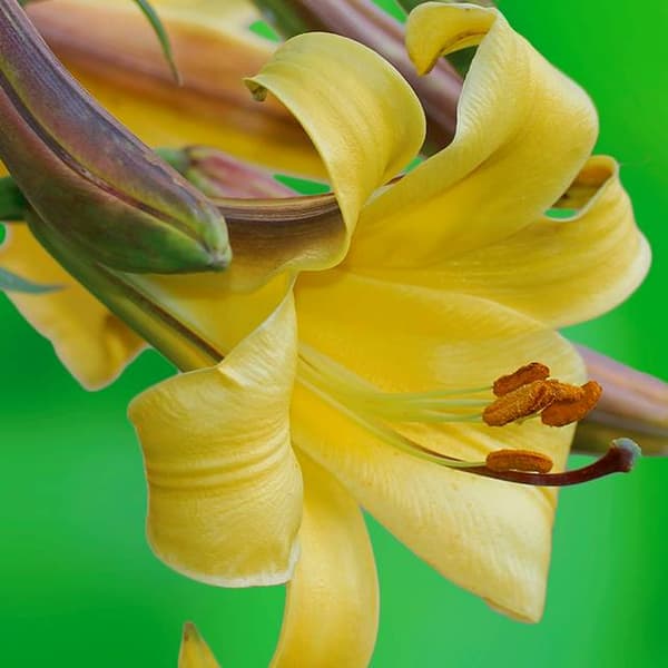 Trumpetlilja Golden Splendour 1 st.