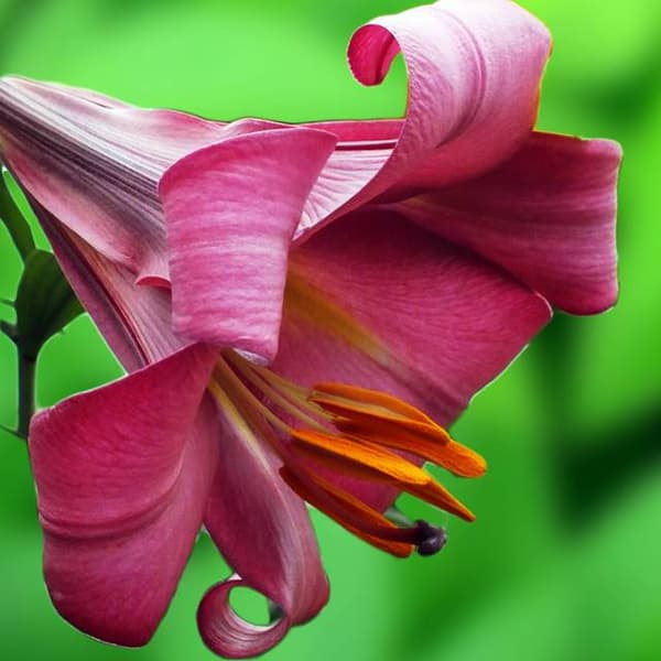 Trompetlilje Pink Perfection 1 stk.