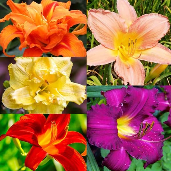 Hemerocallis dagliljor set 5 st.