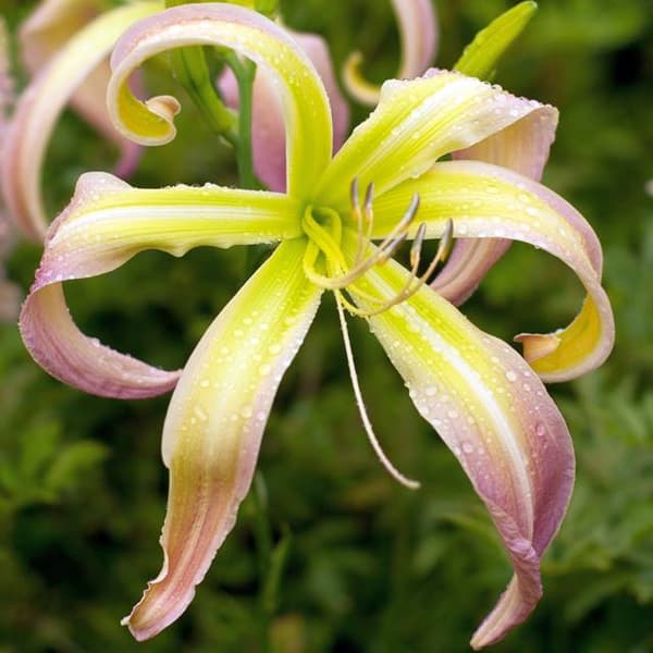 Hemerocallis Ørkenistap Daglilje 1 stk.