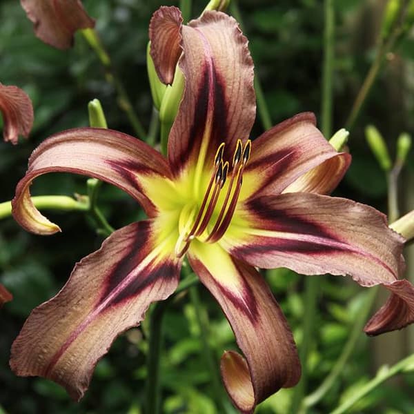 Hemerocallis päivänlilja musta nuolenkärki 1 kpl.