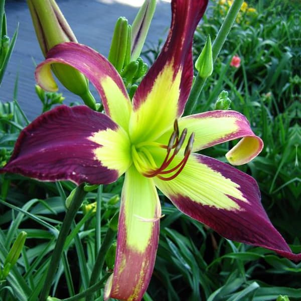 Hemerocallis daglilje applikation 1 stk.