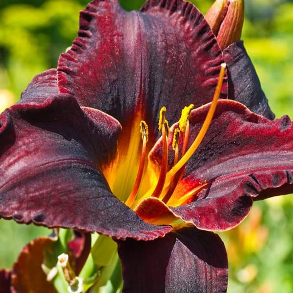 Hemerocallis Daglilje Super Lilla 1 stk.