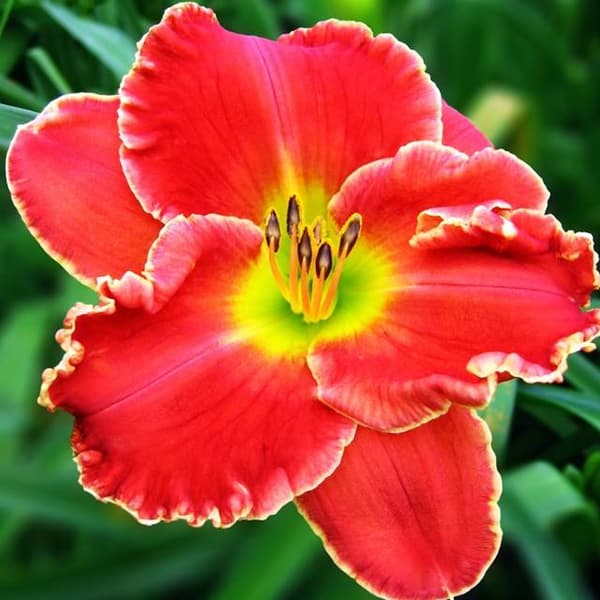 Hemerocallis Dagliljeroser i sne 1 stk.