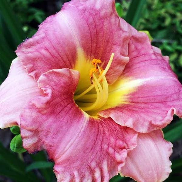 Hemerocallis Daglilje Romantisk Rose 1 stk.