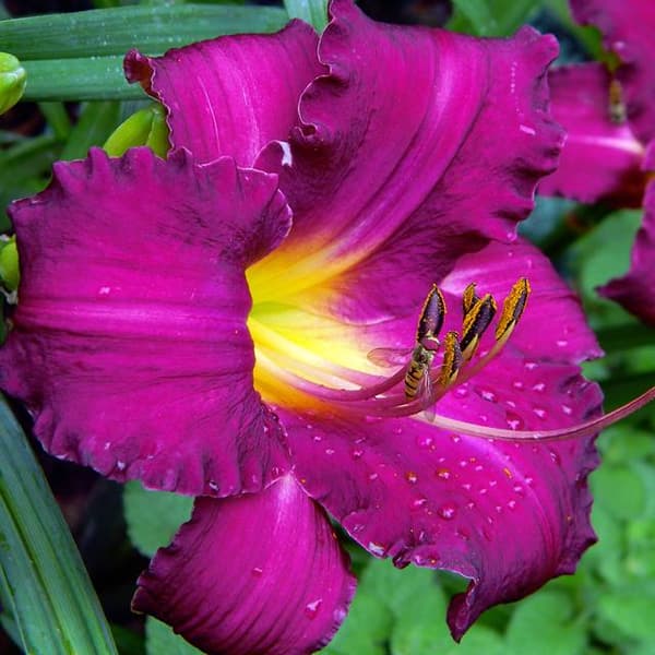 Hemerocallis Blå Hav Daglilje 1 stk.