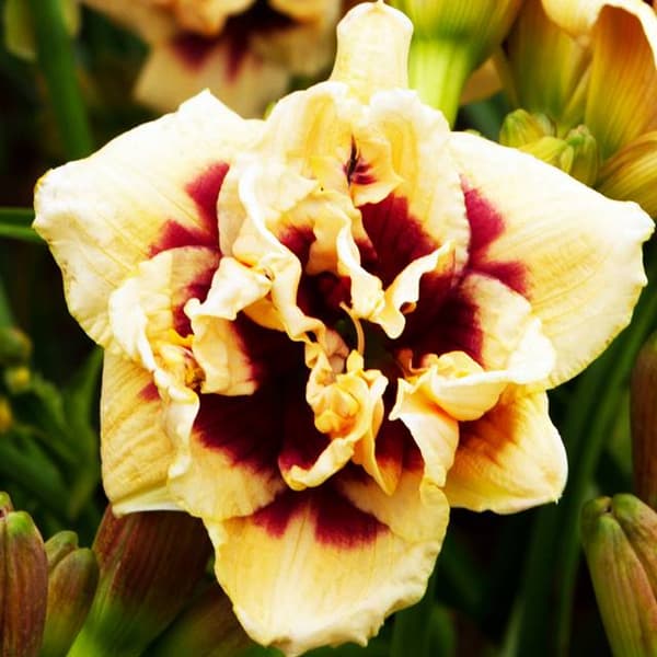 Hemerocallis Daglilje Roswitha 1 stk.