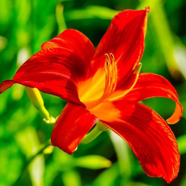 Hemerocallis Daylily Campfire Embers 1 st.