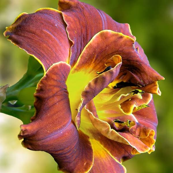Hemerocallis päivänlilja tumma 1 kpl.