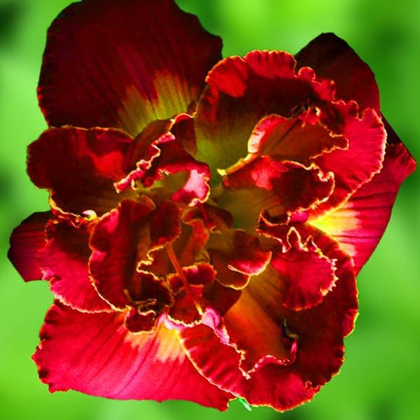 Hemerocallis Daglilje Merlot Rouge 1 stk.