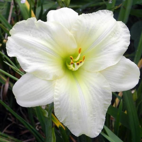 Hemerocallis Arktisk Sne Daglilje 1 stk.