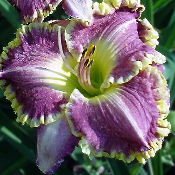 Hemerocallis-päivänlilja, myydyin 1 kpl.
