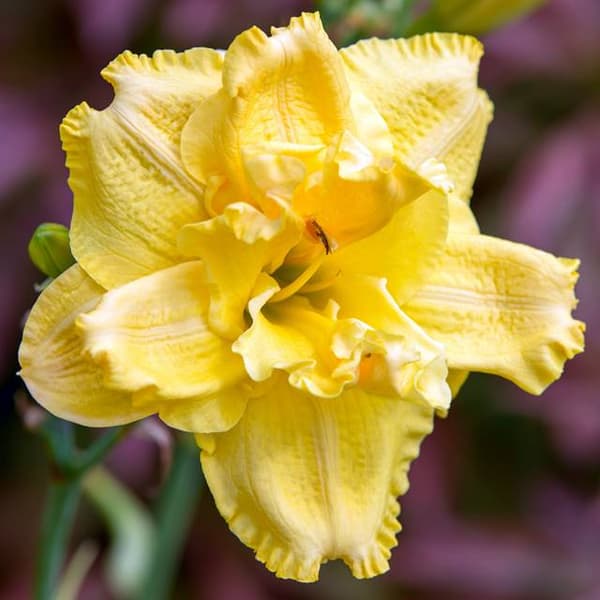 Hemerocallis päivänlilja kaksinkertainen keltainen 1 kpl.