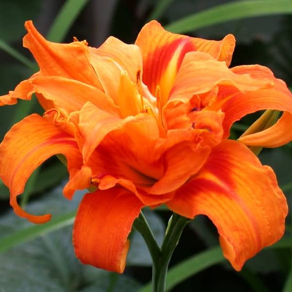 Hemerocallis päivänlilja kaksinkertainen oranssi 1 kpl.