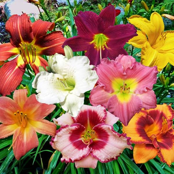 Hemerocallis daglilja mix 5 st.