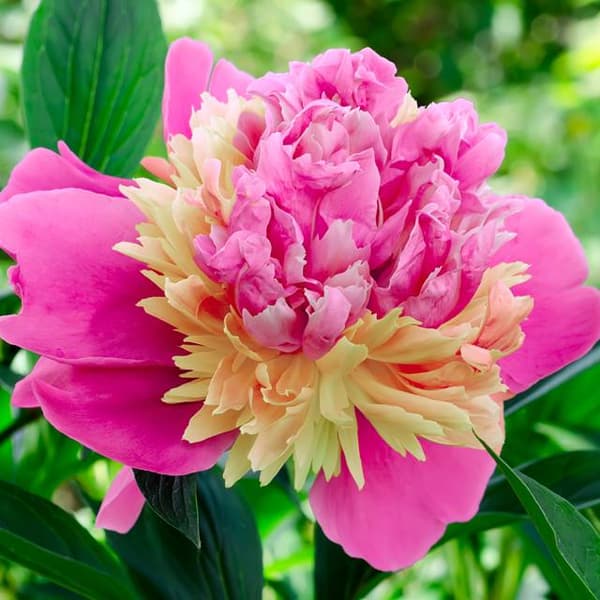Paeonia kiinalainen pioni sorbetti 1 kpl.