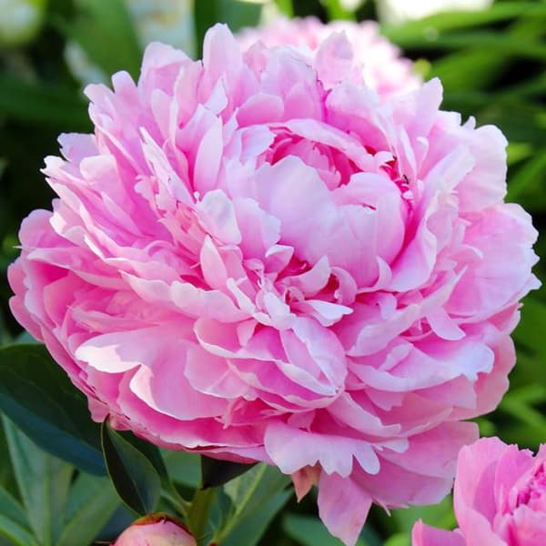 Paeonia kiinalainen pioni Sarah Bernhardt 1 kpl.