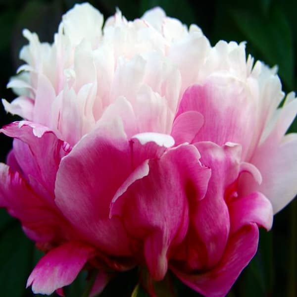 Paeonia kinesisk pæon Ferskener og fløde 1 stk.