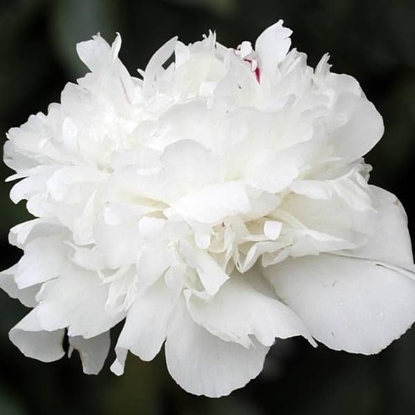 Paeonia kinesisk pæon Baroness Schroeder 1 stk.
