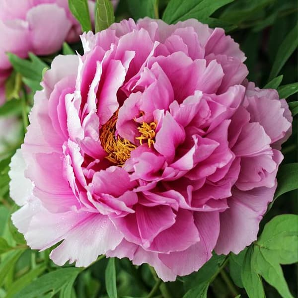 Paeonia kinesisk pion Gilbert Berthelot 1 st.