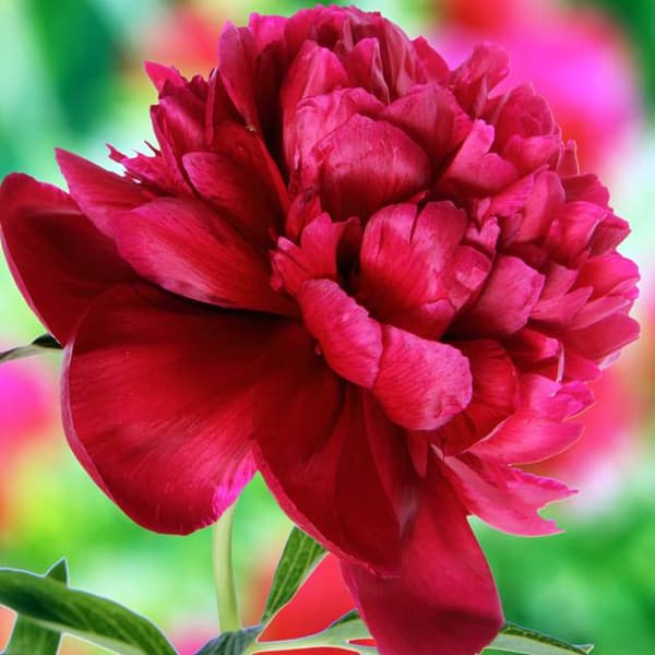 Paeonia Peony Rubra Plena 1 kpl.