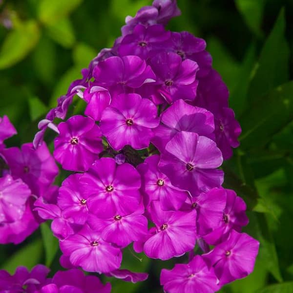 Phlox Flox Flame-klase lilla 1 stk.