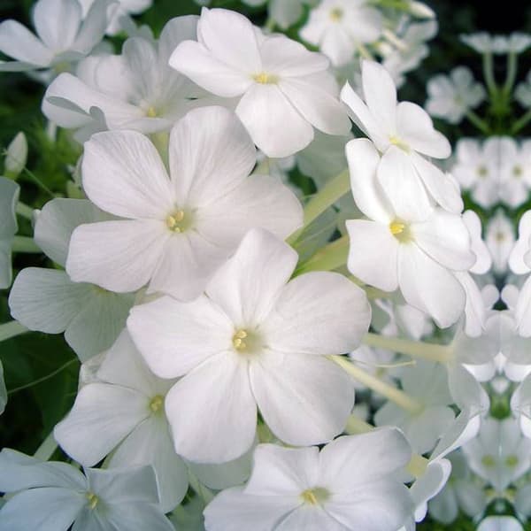 Phlox Flox Panicled Flame Vit 1 st.