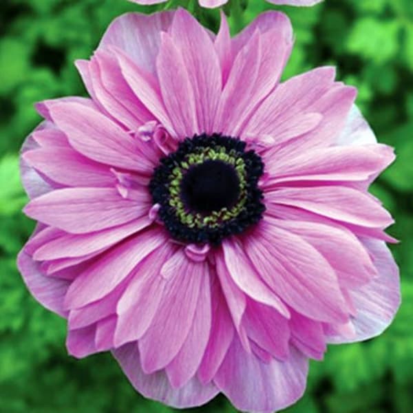 Anemone St. Brigid Admiral 10 kpl.