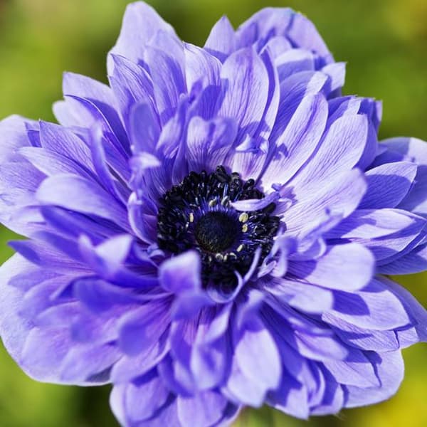Anemone St. Brigid Lord Lieutenant 10 st.