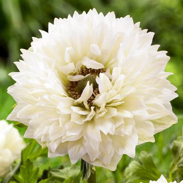 Anemone St. Brigid Mount Everest 10 kpl.
