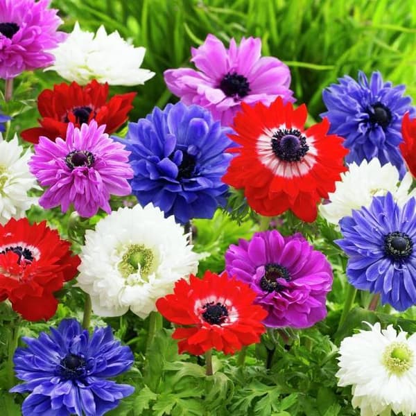 Anemone St. Brigid mix mix 10 stk.