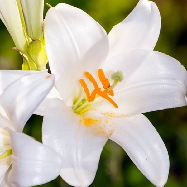 Lily candidum of Saint Joseph XL (18/20) 1 stk.